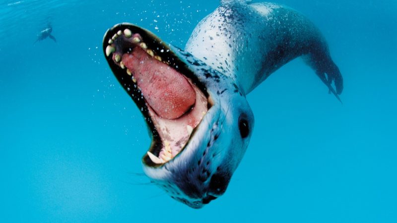 Sea Leopard Teeth