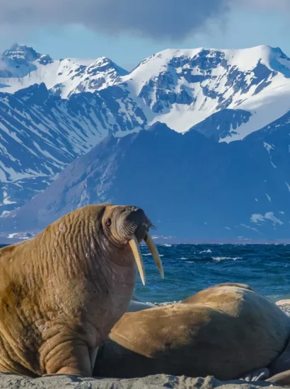 Svalbard and Jan Mayen Islands