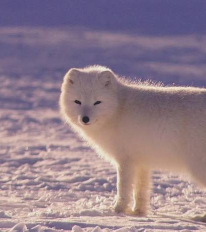 What Animals Live in the Arctic