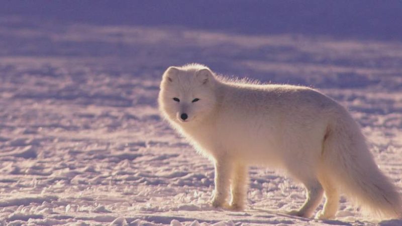 What Animals Live in the Arctic