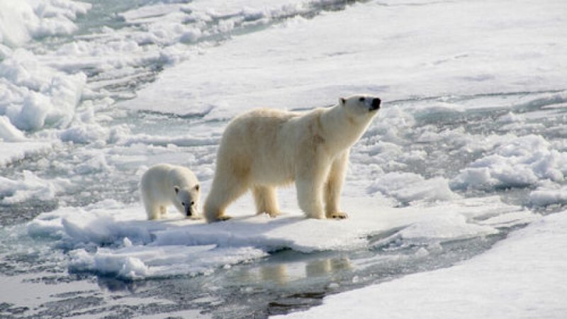 What Are Animals That Are Arctic Bacteria