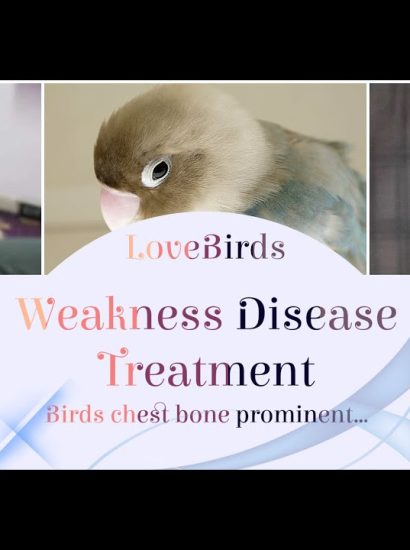 What Are Birds’ Weaknesses