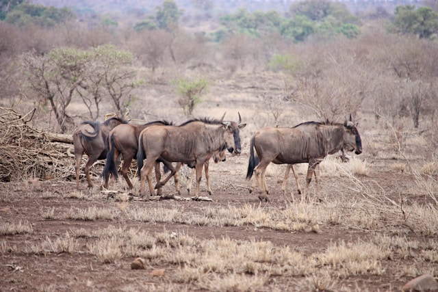 Ngala Safari Lodge Timbavati