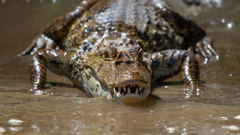 Caiman Pantanal Preço