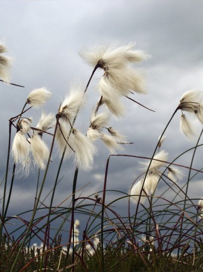 Is Cotton Grass in the Tundra