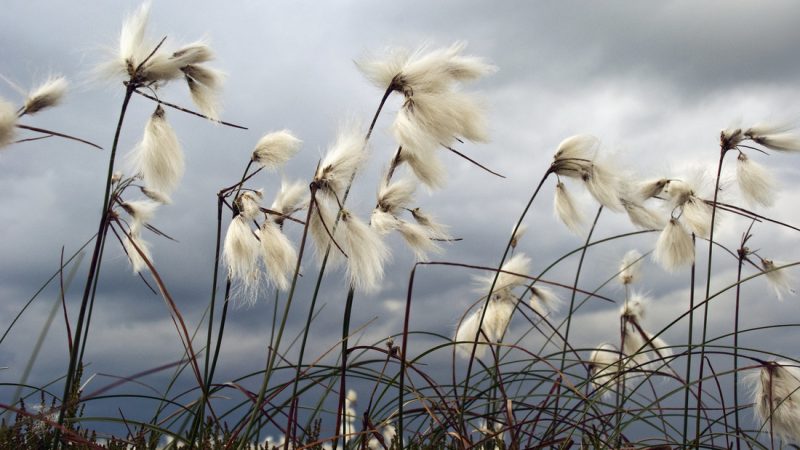 Is Cotton Grass in the Tundra