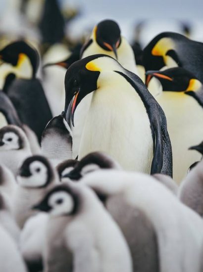 What Is a Flock of Penguins Called