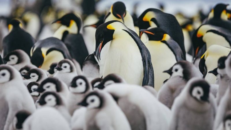 What Is a Flock of Penguins Called