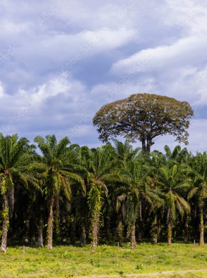 Palm Trees in Costa Rica