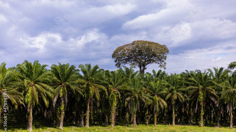 Palm Trees in Costa Rica