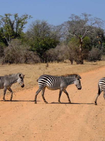 Animals on a Safari