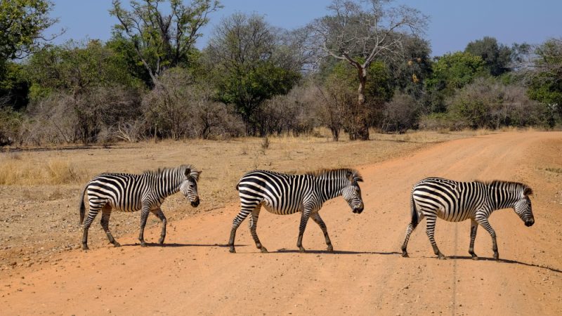 Animals on a Safari