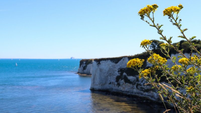 Whats On This Weekend in Dorset