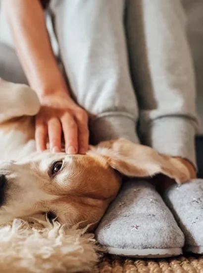 Typical Dog Sitting Rates