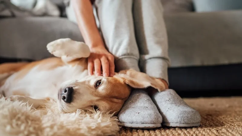 Typical Dog Sitting Rates