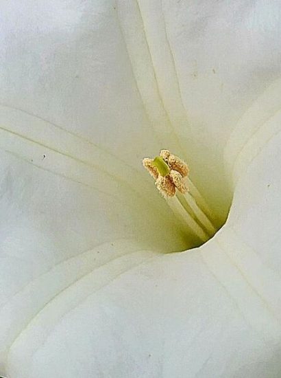 Moon Lily Flower