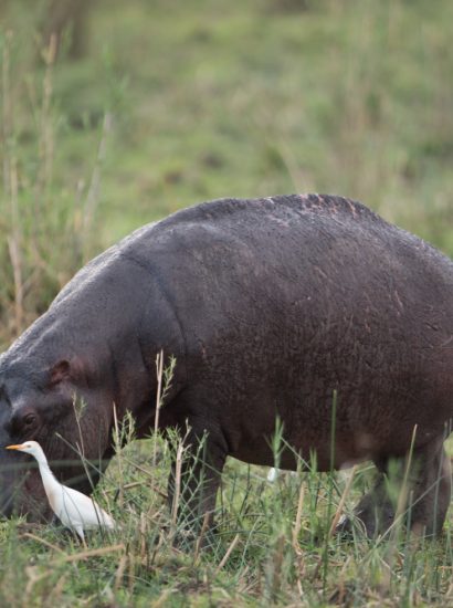 Wild Hog Tusks