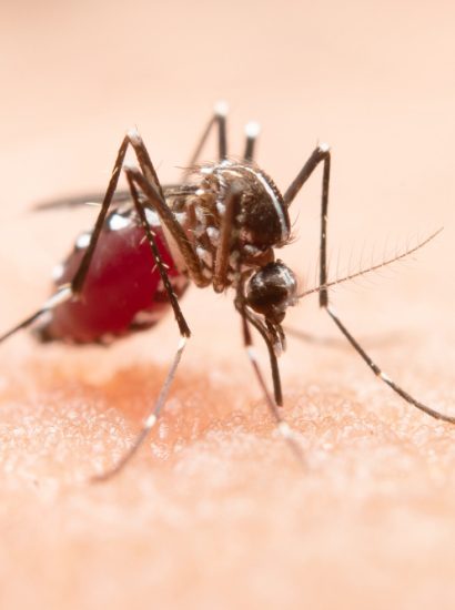 Fluid Mosquito