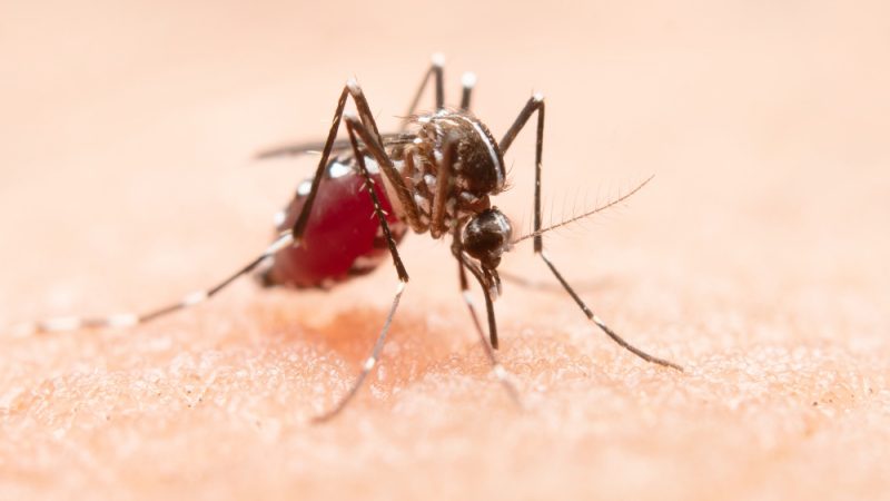 Fluid Mosquito