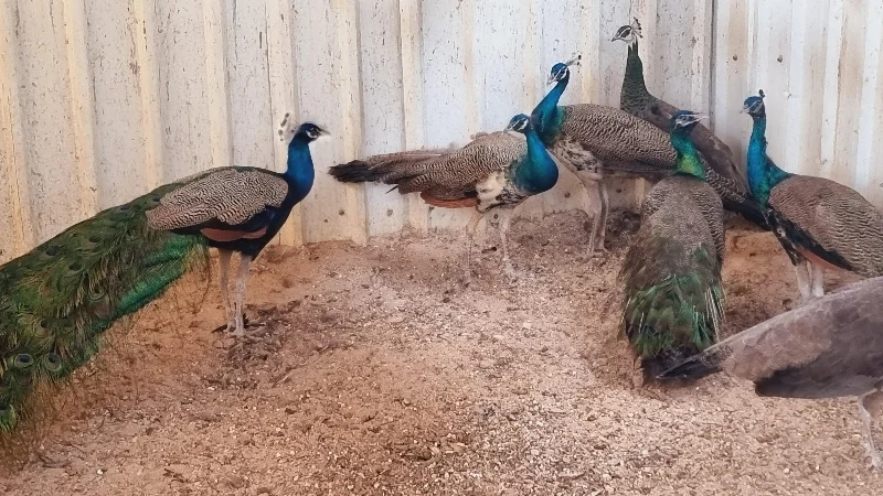 Peacock for Sale