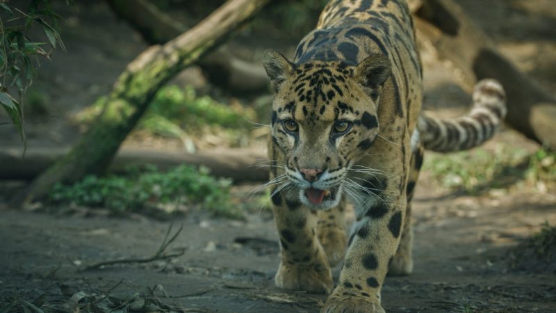 How Fast Is a Jaguar