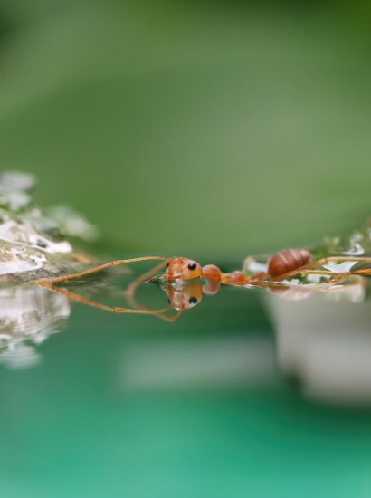 Do Ants Spread Disease