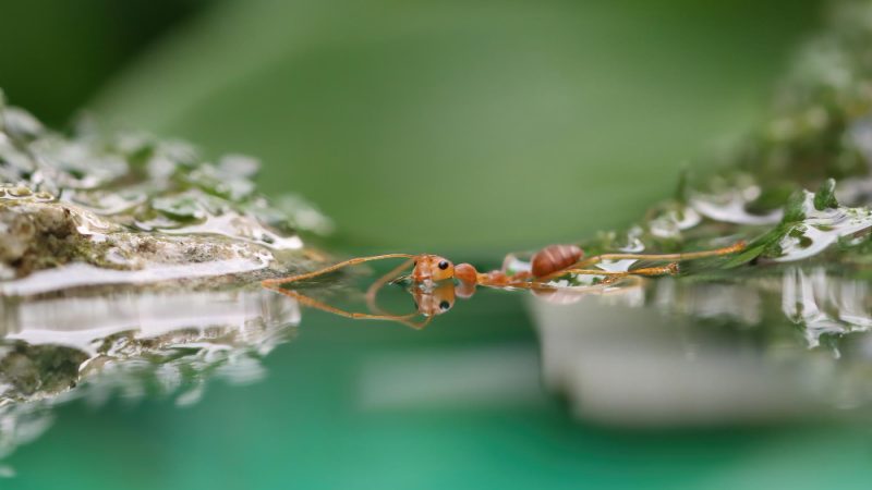 Do Ants Spread Disease